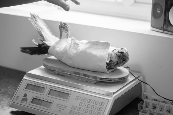 Hoe dragen dierentuinen bij aan natuurbehoud?