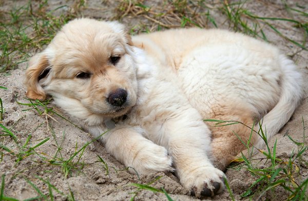 Hoe kies je het juiste speelgoed voor je hond?