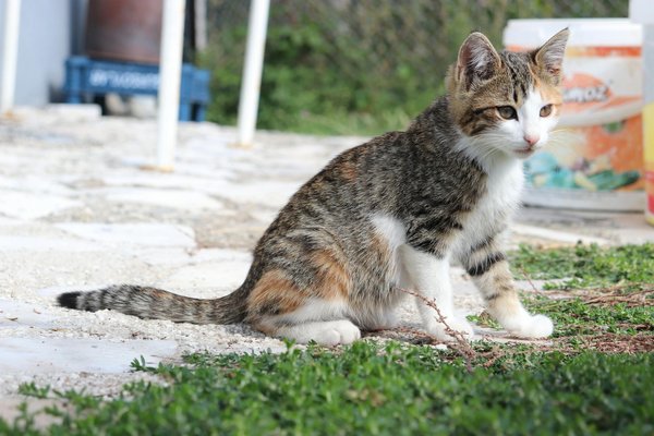 Welke dieren zijn recentelijk uitgestorven en waarom?